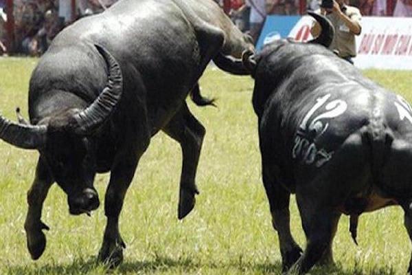 Buffalo Fighting